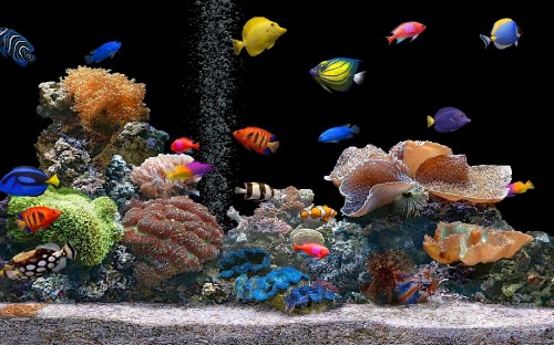 Image yellow and black fishes in water