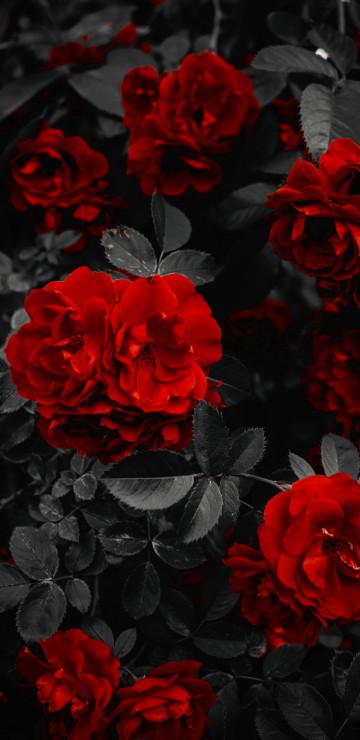 Image garden roses, flower, petal, black, plant