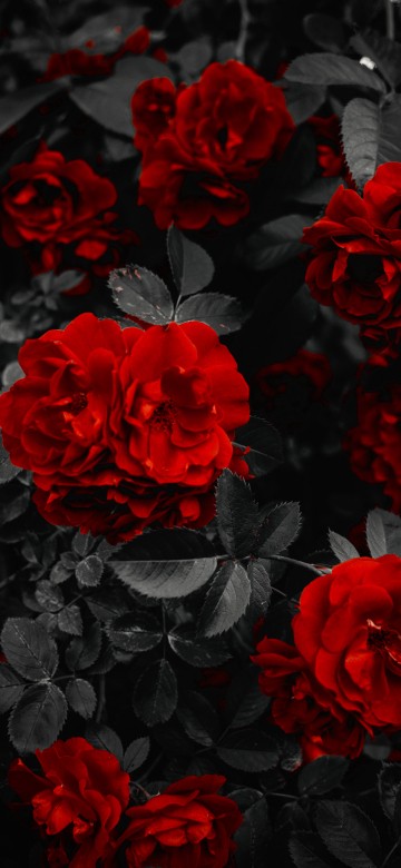 玫瑰花园壁纸iphone X Xs 玫瑰花园高清图片 1125x2436 免费下载图片