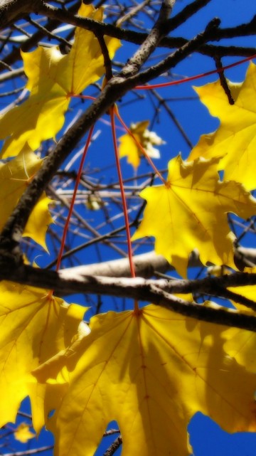 Image yellow leaves on brown tree branch