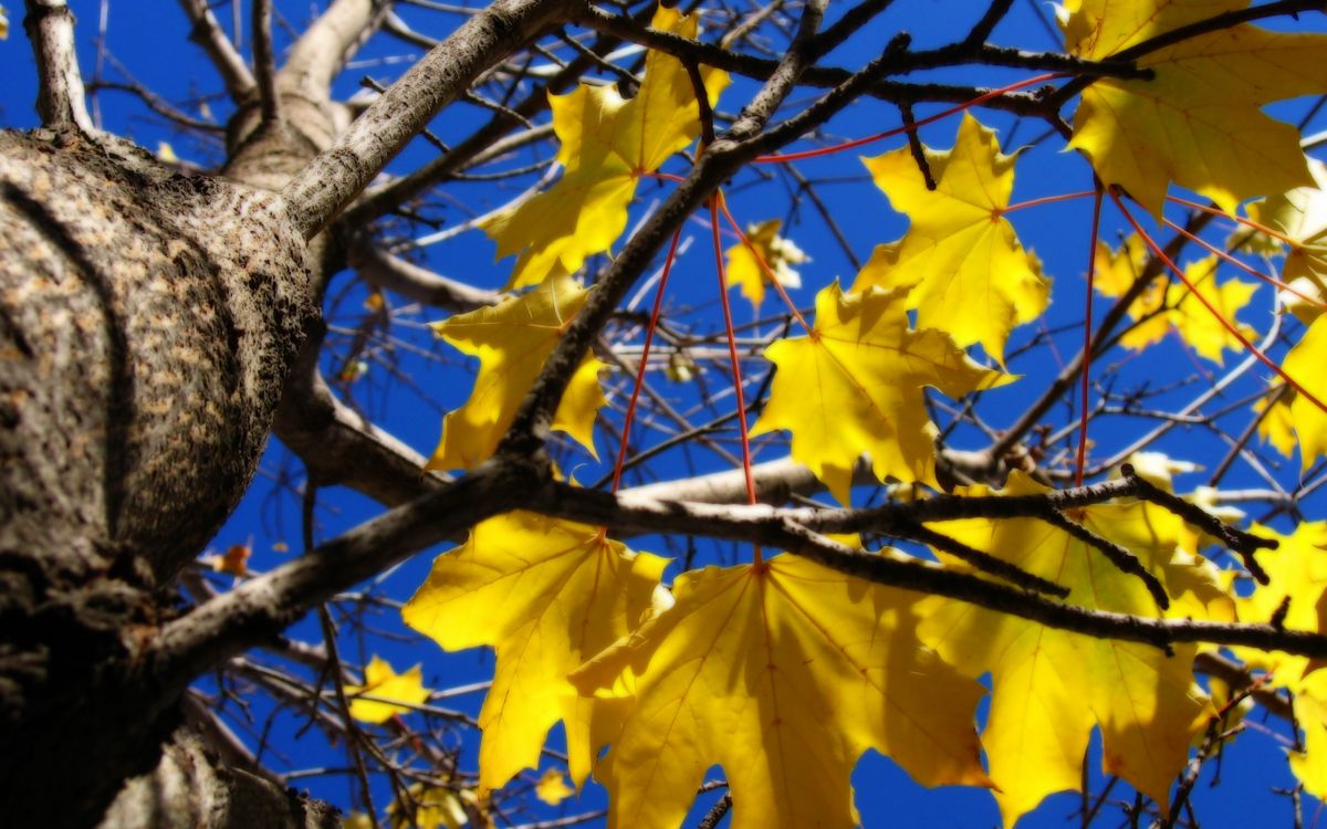 yellow leaves on brown tree branch