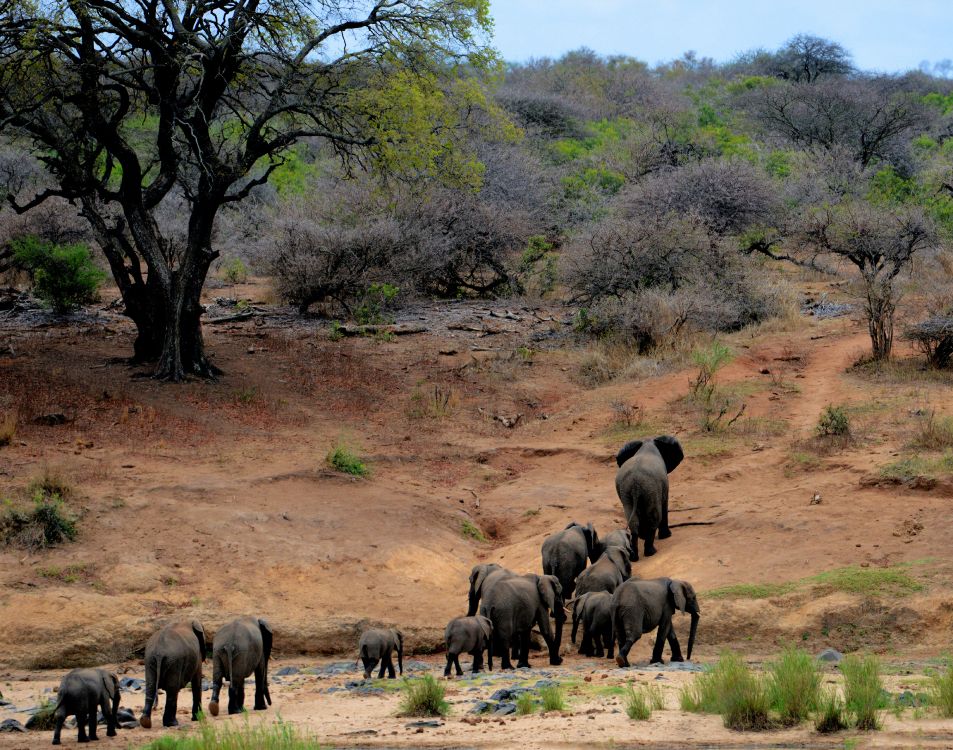 kruger national park, safari, travel, maasai mara national reserve, Biodiversity