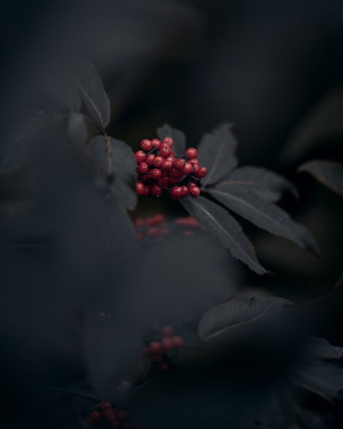 Image darkness, red, black, leaf, plant