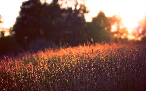 Image green grass field during daytime