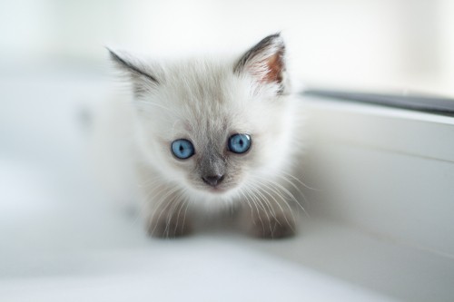 Image white and blue short fur cat