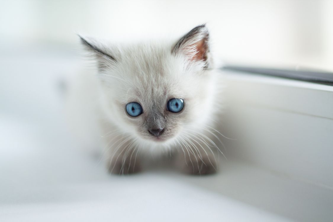 white and blue short fur cat