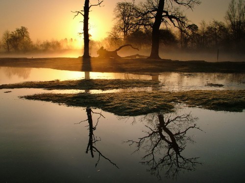 Image silhouette of tree on body of water during sunset