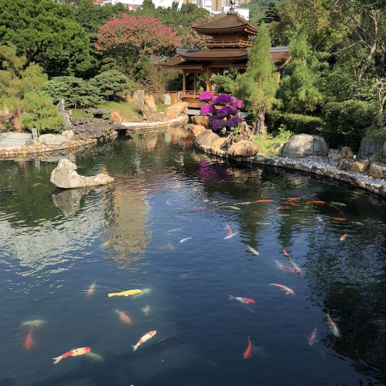 reflection, body of water, pond, water, water resources