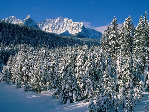 Image snow covered pine trees and mountains during daytime