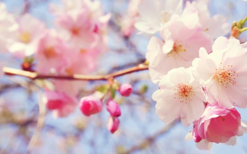 Image white cherry blossom in close up photography