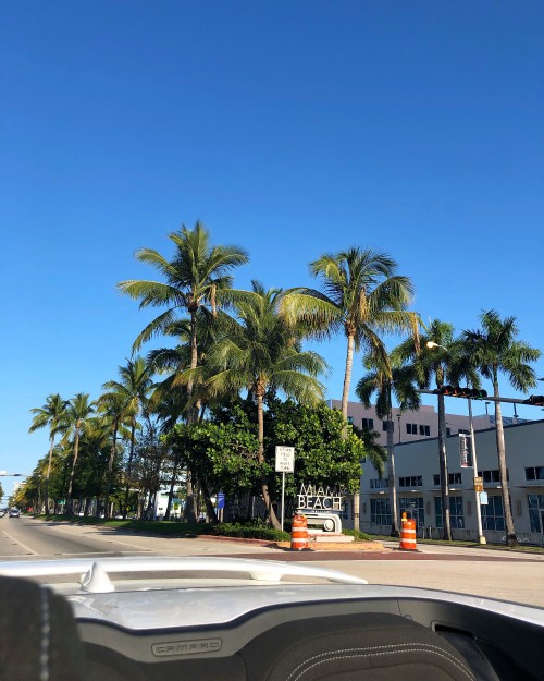 Image palm trees, Date palm, body of water, road, nature