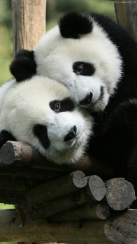 Wee Blue Coo Geburtstagskarte – Niedlicher Panda Mit Herzlichem Design, Perfekt Für Tierische Glückwünsche