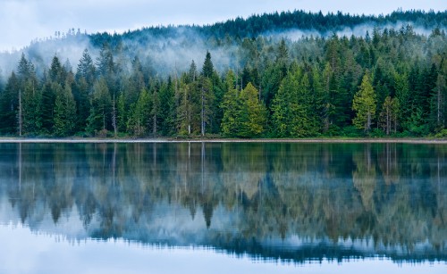 Image green trees beside body of water during daytime