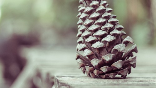 Image brown pine cone on brown wooden plank