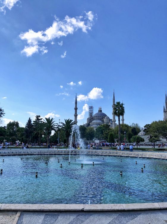 palm trees, body of water, water, water resources, town