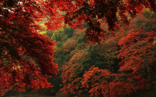 Image red and yellow leaf trees near river