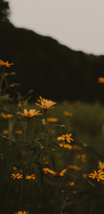 Image yellow flowers with green leaves during daytime