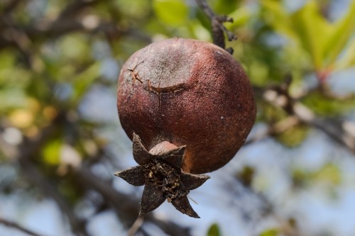 Image pomegranate, fruit, plant, Factory, flower