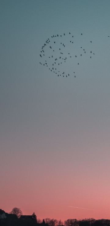 Image bird migration, cloud, evening, horizon, Flock