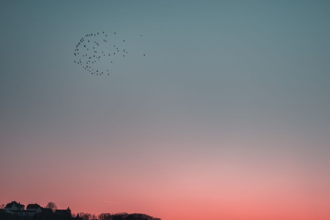 la Migration Des Oiseaux, Soir, Horizon, Troupeau, Oiseau. Wallpaper in 6240x4160 Resolution