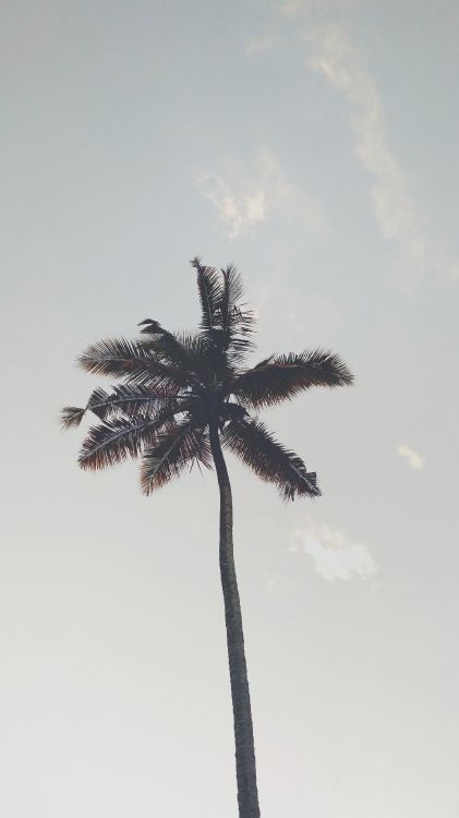 palm trees, tree, palm tree, plant, woody plant