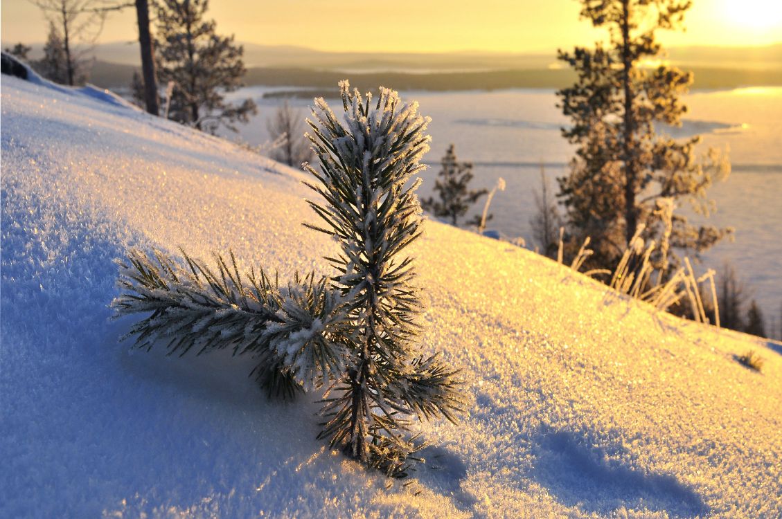 Plante Verte Sur Sol Couvert de Neige Pendant la Journée. Wallpaper in 4288x2848 Resolution