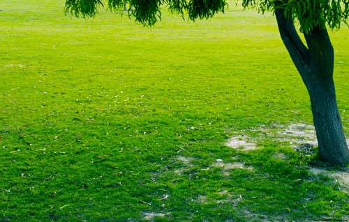 Image green grass field with green trees