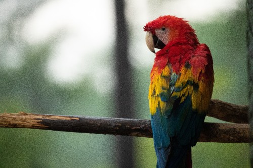 Image red yellow and blue parrot on brown tree branch