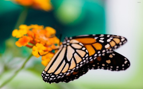 Image monarch butterfly perched on yellow flower in close up photography during daytime