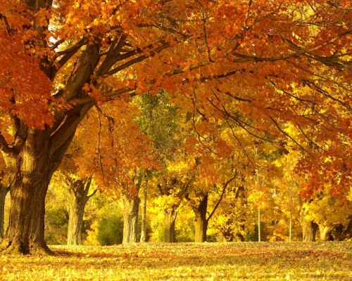 Image brown and yellow trees on green grass field during daytime