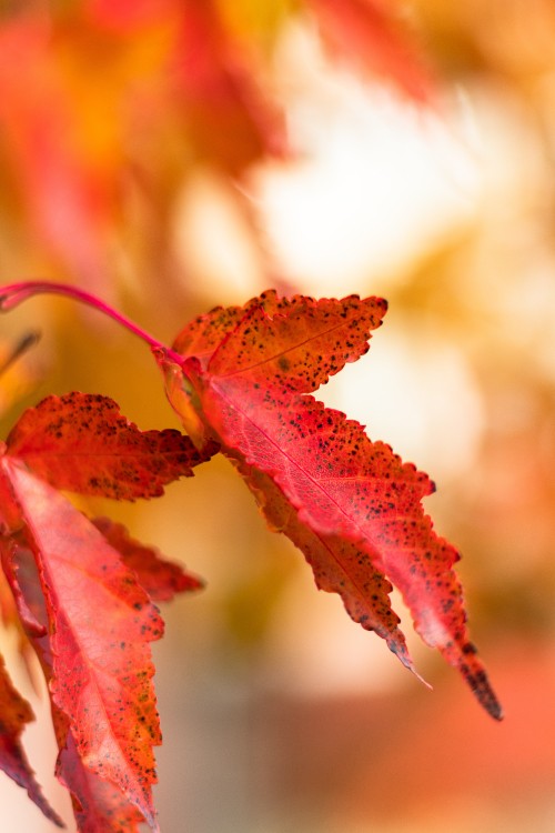 Image leaf, red, autumn, tree, yellow