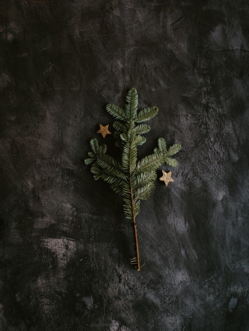 Image green and brown plant on black surface