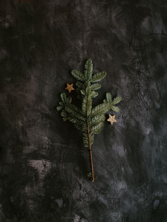 green and brown plant on black surface