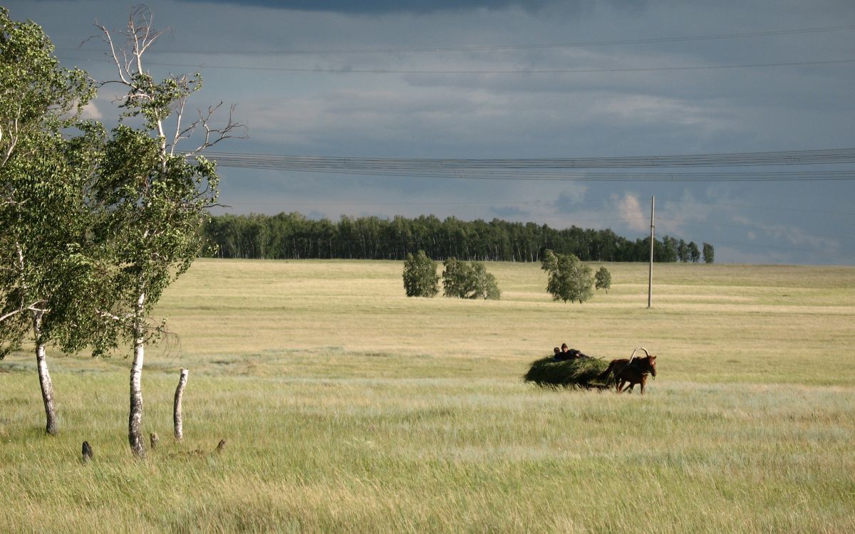 Vaca Negra en Campo de Hierba Verde Durante el Día. Wallpaper in 2880x1800 Resolution