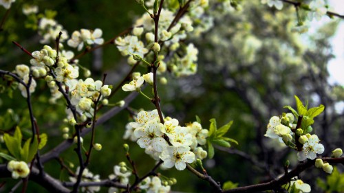 Image white flowers on brown tree branch