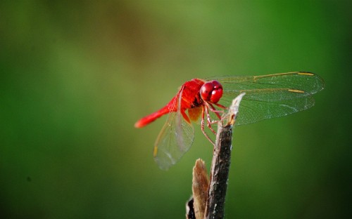 Image red dragonfly perched on brown stick in close up photography during daytime