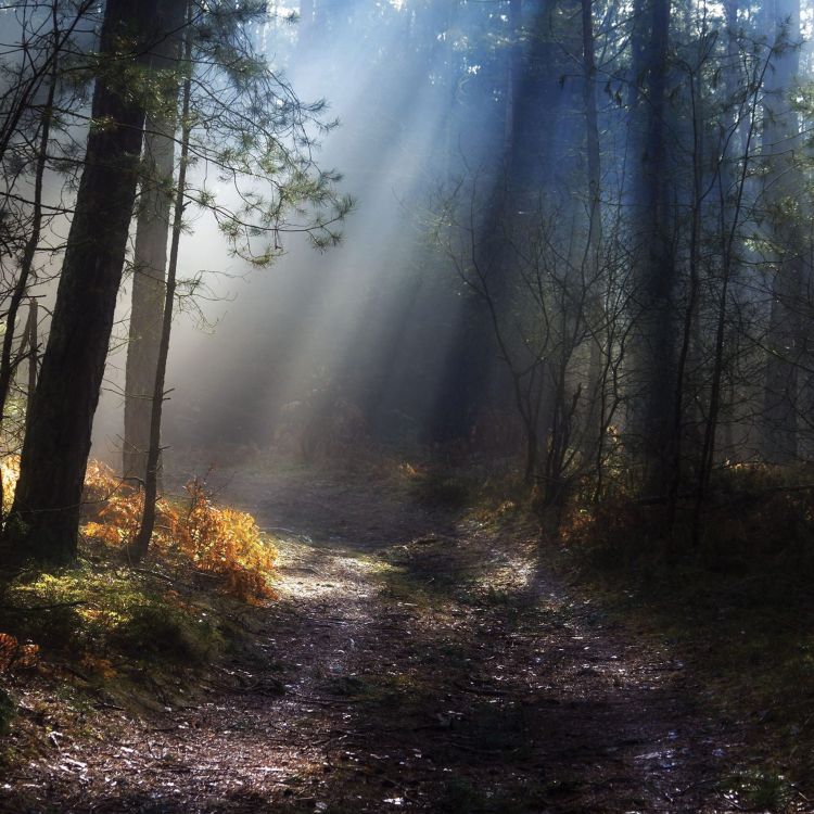 Tagsüber Grüne Bäume im Wald. Wallpaper in 2048x2048 Resolution