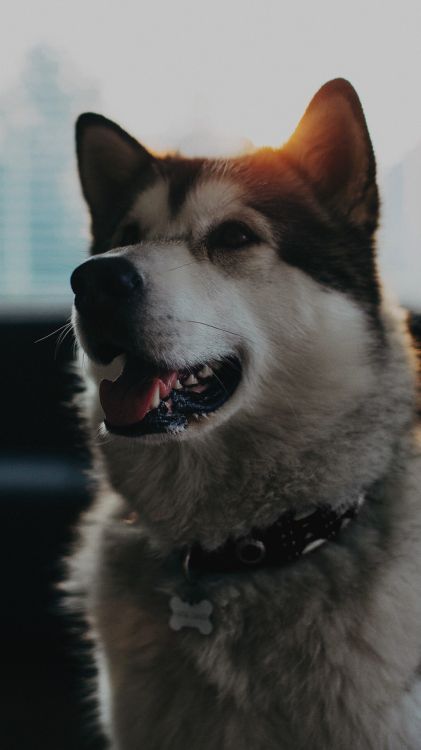 Dogge, Northern Inuit Dog, Siberian Husky, Sakhalin Husky, Ostsibirische Laika. Wallpaper in 1080x1920 Resolution