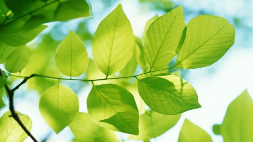 Image green leaves in macro shot