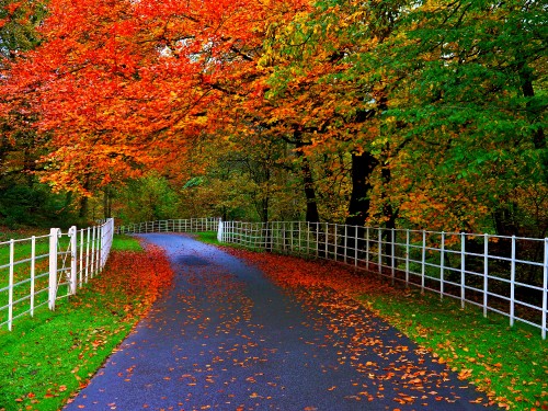 Image brown pathway between brown trees