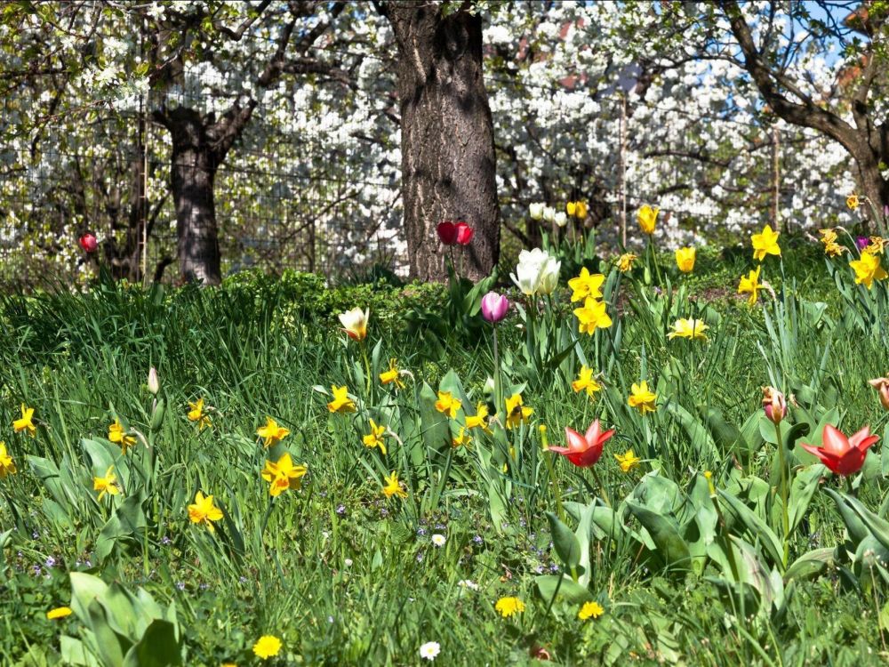 red and yellow flower beside brown tree