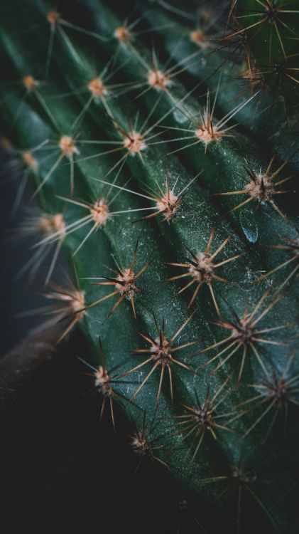 Cactus, Planta Suculenta, Planta, Planta Terrestre, Naturaleza. Wallpaper in 1979x3519 Resolution