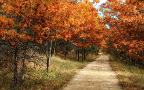 Image gray concrete road between orange and green trees during daytime