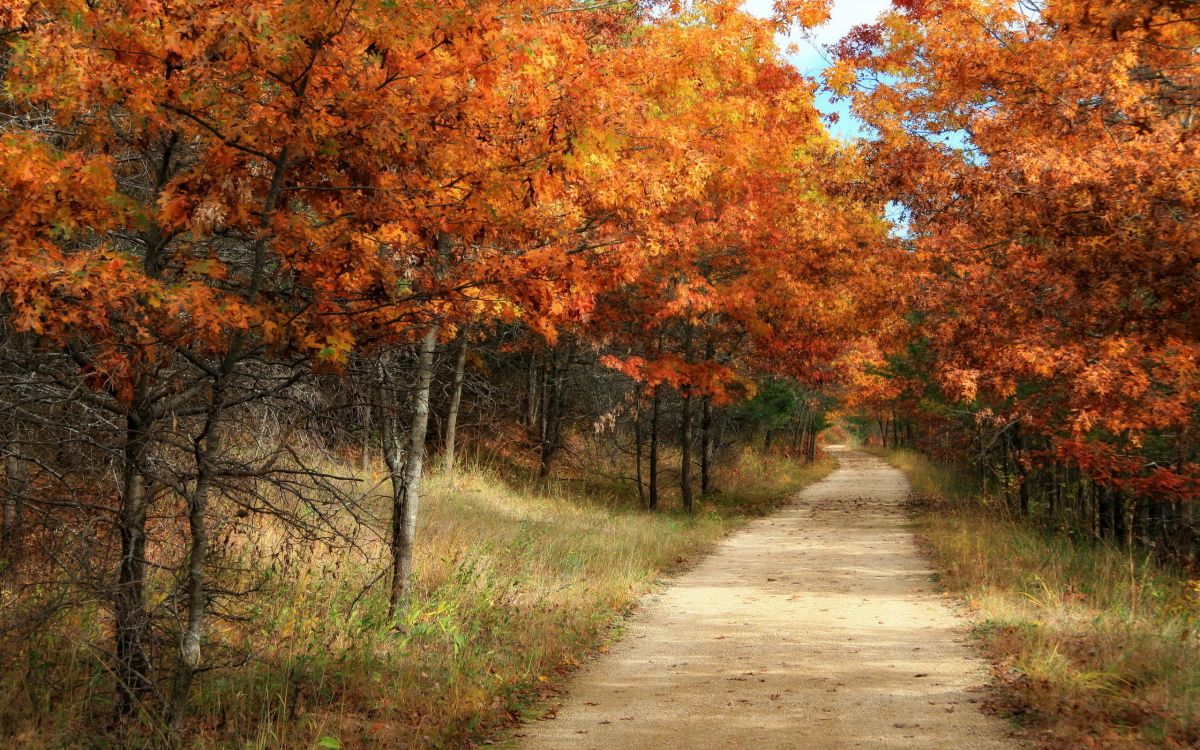 gray concrete road between orange and green trees during daytime