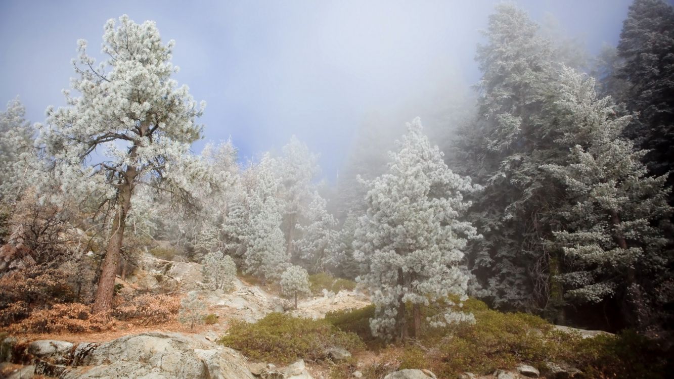 Arbres Blancs Couverts de Neige Pendant la Journée. Wallpaper in 2560x1440 Resolution