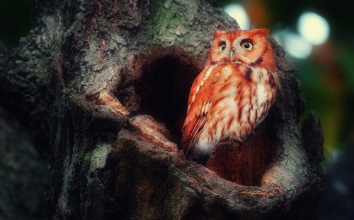 Image brown owl on brown tree branch