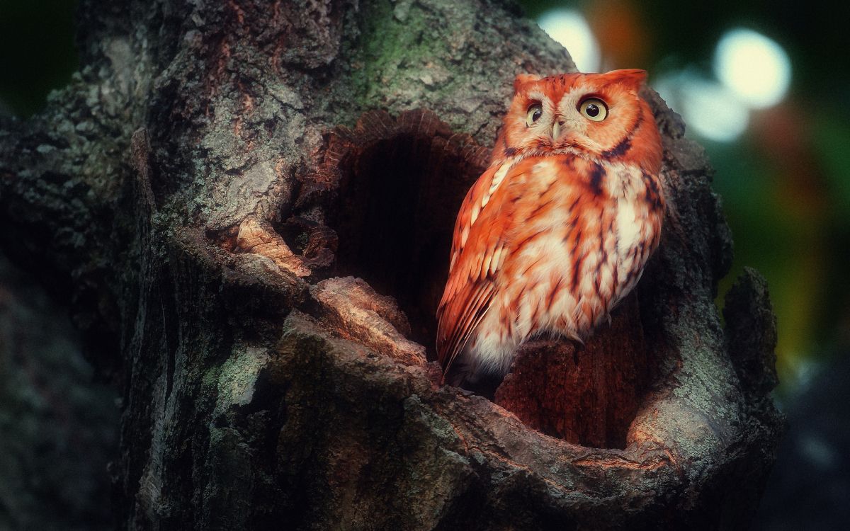 brown owl on brown tree branch