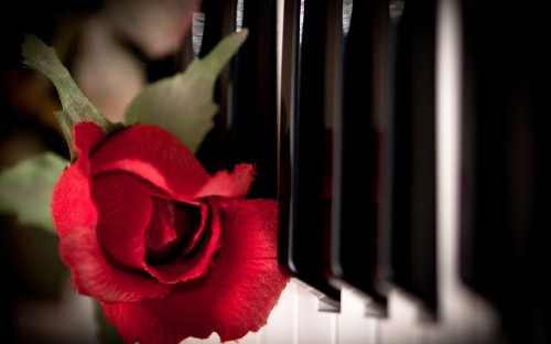 Image red rose in front of white window blinds