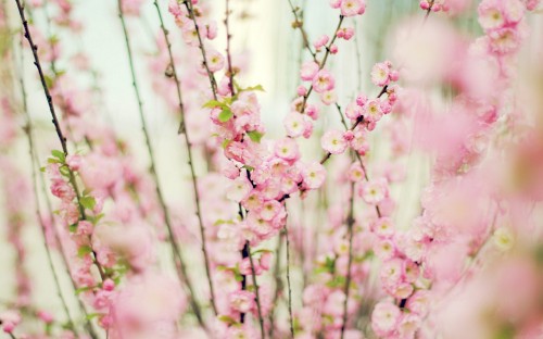 Image pink flowers in tilt shift lens