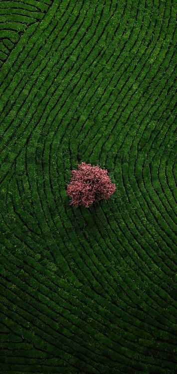 la Cubierta Vegetal, Agricultura, Patrón, Planta Terrestre, Suelo. Wallpaper in 1422x3000 Resolution